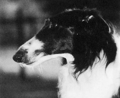 Top Obedience Borzoi 1995